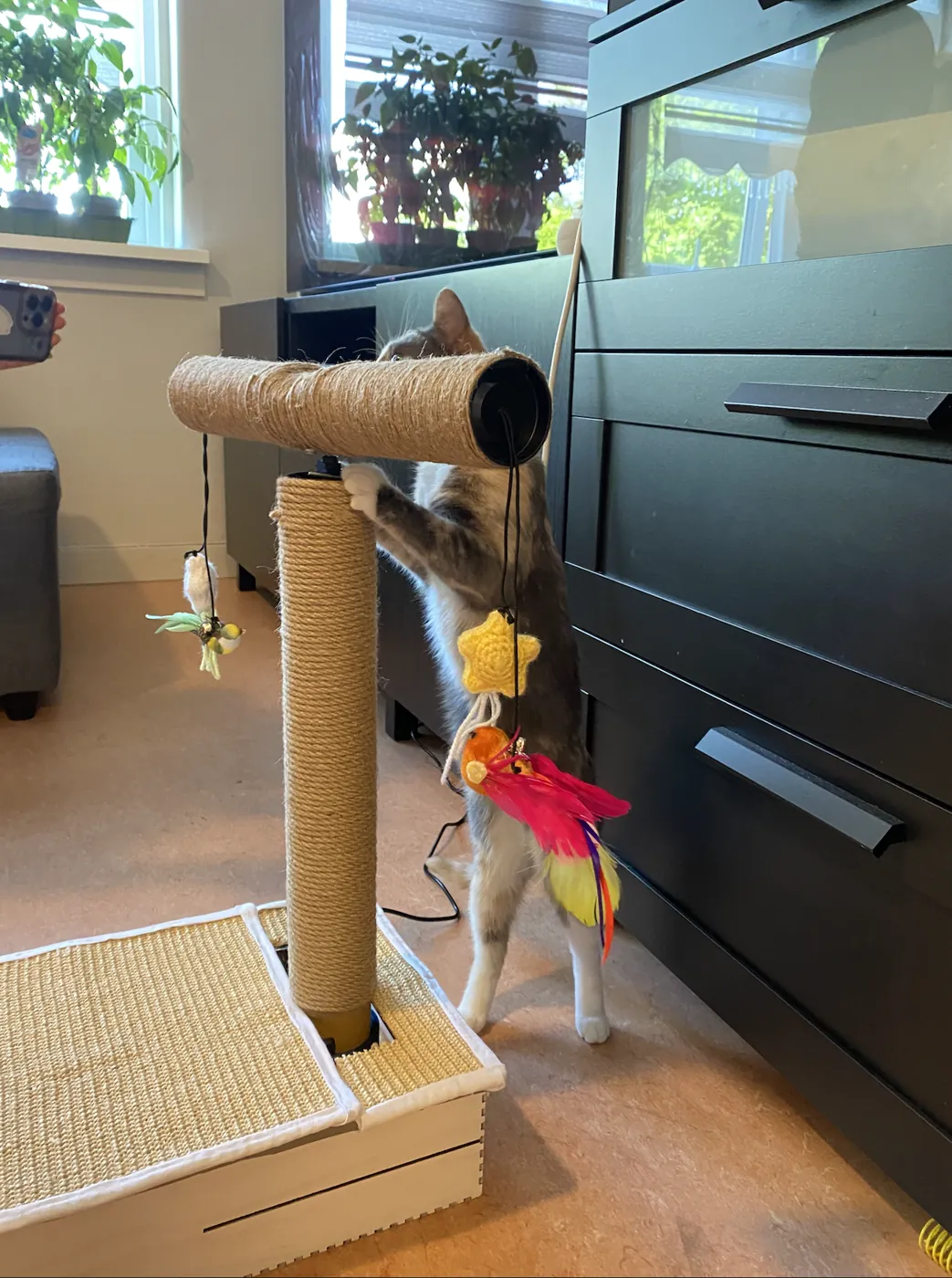 En katt reiser seg på bakbena og leker med lekene som henger fra CatGym