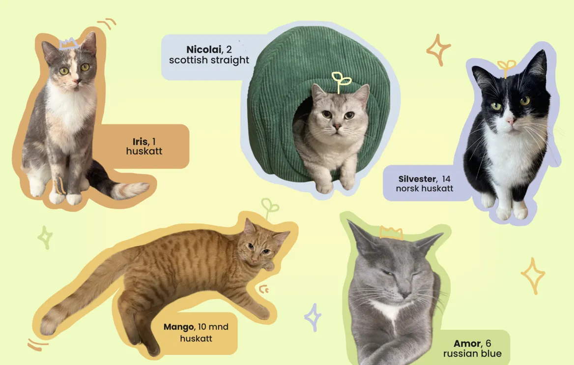 Kattene i prosjektet: Iris, Nicolai, Silvester, Mango og Amor