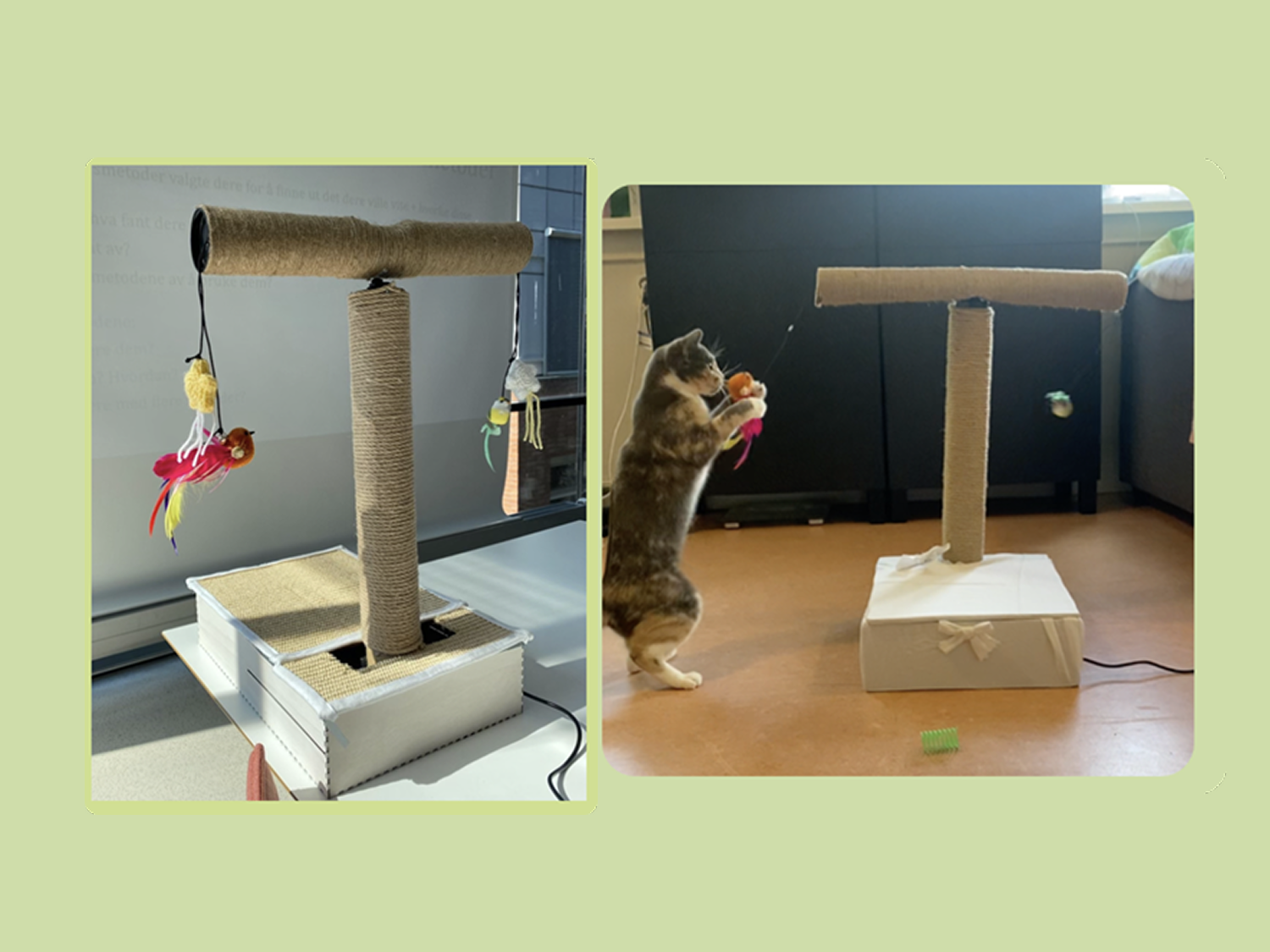 CatGym
